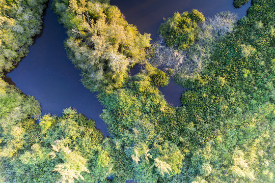 árvores de lagoa, vista aérea