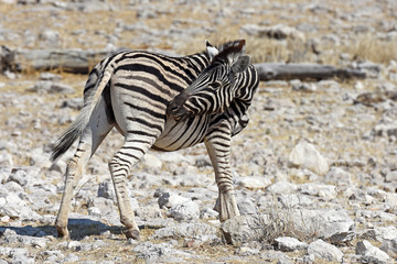 Fototapeta na wymiar Zebrafohlen (Equus quagga) im Etosha Nationalpark (Namibia)