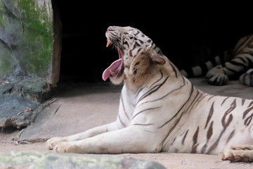 Wildlife of white tiger in the zoo at Thailand