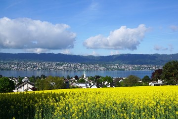 Wiese in Zollikon Dorf im Kanton Zürich in der Schweiz im Sommer - 218375711