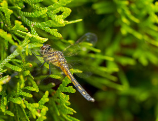Evergreen Dragonfly