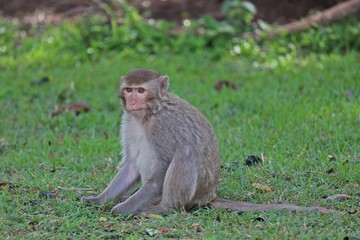 Animal,  a monkey is waiting from people who see it,  it lives in KUM PHA WA PI park,  at UDONTHANI province THAILAND.