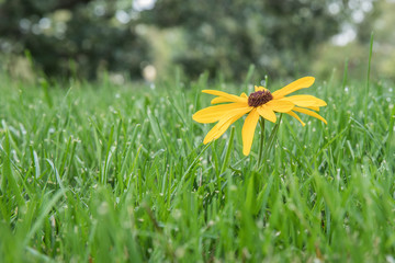 Blackeyed Susan flower in grass