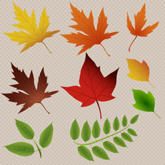 Fototapeta na wymiar Vector background with red, orange, brown and yellow falling autumn leaves