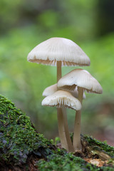 petits champignons poussant sur du bois mort