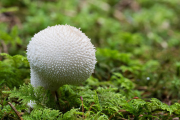 Vesse de loup perlée (Lycoperdon perlatum)