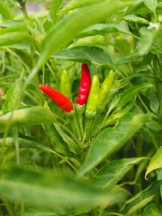 peperoncini rossi
