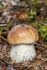Jeune cèpe de Bordeaux (boletus edulis)