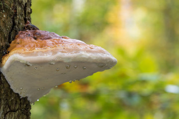 polypore margin&eacute; (Fomitopsis pinicola)