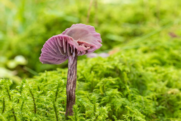 Laccaire améthyste (Laccaria amethystina) sur de la mousse