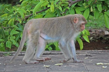 Animal,  a monkey is waiting from people who see it,  it lives in KUM PHA WA PI park,  at UDONTHANI province THAILAND.