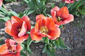 Tulpen in Zollikon in der Schweiz im Sommer