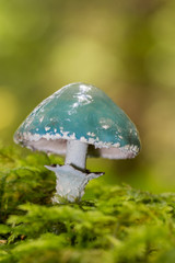 Strophaire vert-de-gris (Stropharia aeruginosa)