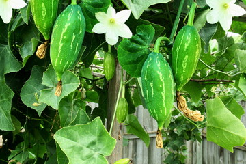 tindora or giloda indian vegetable on plant in garden © gv image