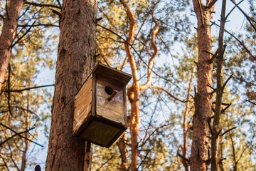 Скворешник