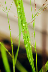 Green Grass with Dew