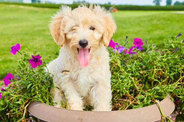 Cute Mini Goldendoodle Puppy