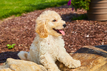 Cute Mini Goldendoodle Puppy