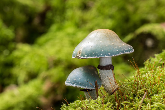 Strophaire vert-de-gris (Stropharia aeruginosa)
