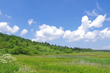 夏の八島湿原