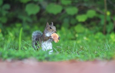 Squirrel Eating a Mushroom