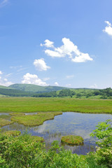 夏の八島湿原