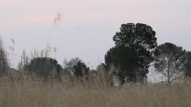 bush that was shot on low angle in evening. sunset footage
