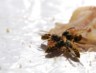 wespe plage wasp eating sausage