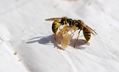 wespe plage wasp eating sausage