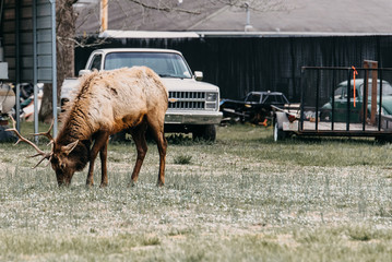 Elk grazing in North Carolina