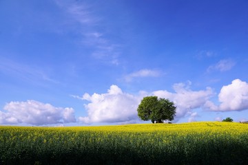 Wiese in Zollikon im Kanton Zürich in der Schweiz im Sommer