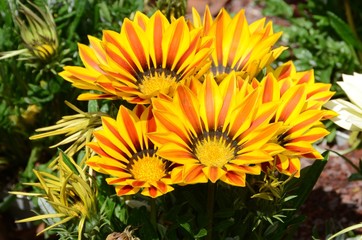 Fioritura primaverile