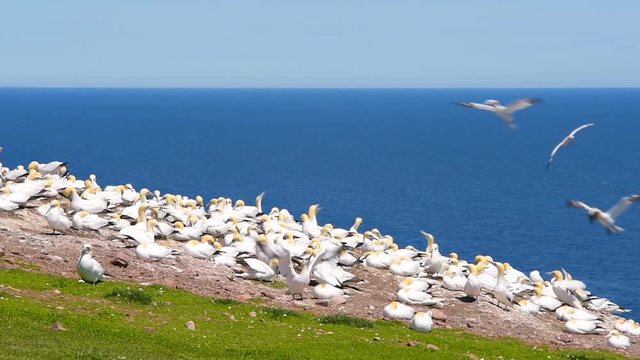 Overlook, view of white Gannet bird colony nesting on cliff on Bonaventure Island in Perce, Quebec, Canada by Gaspesie, Gaspe region with birds taking off, landing