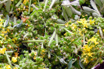 Medicinal herb agrimony prepared for drying