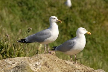 Couple de Goéland gris