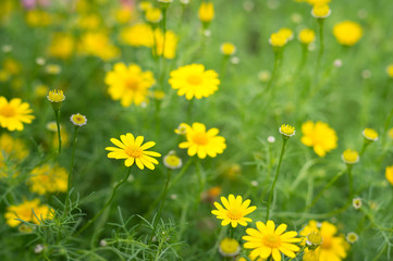 Yellow daisy flowers in park.