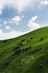 Naklejka premium A gentle slope of a green hill with rare trees and lush grass against a blue sky with clouds. The Sonoma Valley