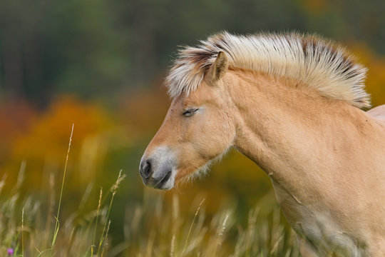 Norwegisches Fjordpferd (Equus ferus caballus) Nahaufnahme auf Weide mit herbstlich buntem Laubwald im Hintergrund, Odenwald, Hessen, Deutschland