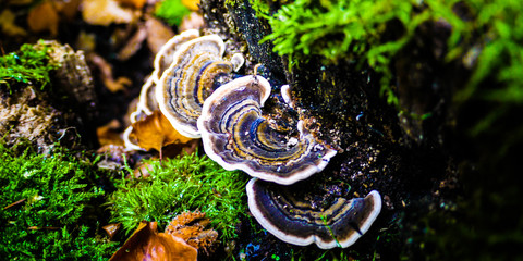 Turkey Tail mushrooms on a tree in a forest, surrounded by bright green moss. Taken in Autumn in Bavaria, Germany © Michaella