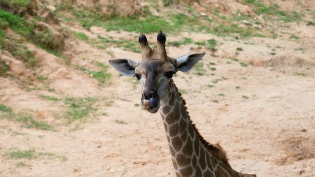 4K Head shot giraffe at the nature place