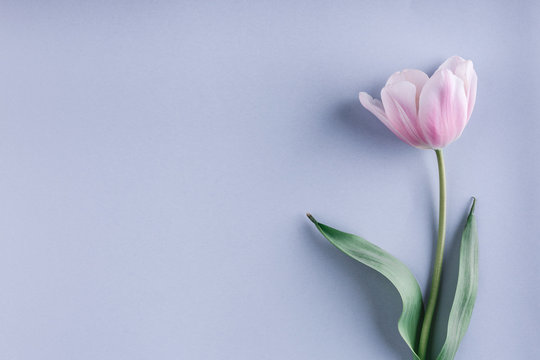 Fototapeta Pink tulip flower on light blue background. Greeting card or wedding invitation. Flat lay, top view