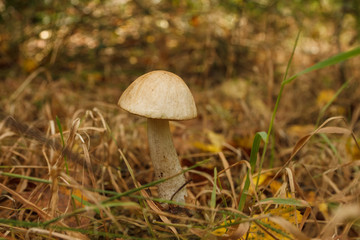 Edible mushroom brown cap boletus (Leccinum scabrum)