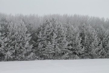 Winter pine forest in frost.