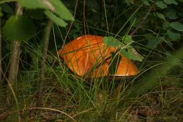 Edible mushroom brown cap boletus (Leccinum scabrum)