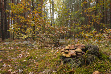 Inedible mushrooms on stump