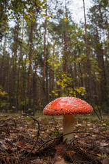 Amanita muscaria. Mushroom in a forest