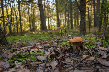 Fototapeta premium Edible mushroom brown cap boletus (Leccinum scabrum)