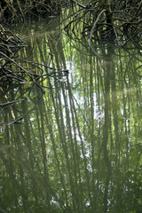 Abstract mangrove forest reflected with water