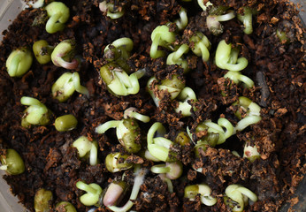 Green sprout growing from seed.