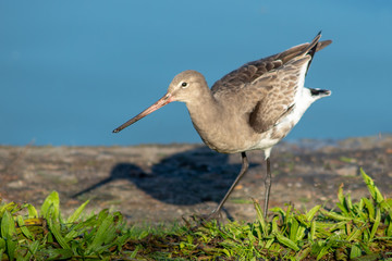 Black-Tailed Godwit Standing in the Sunshine